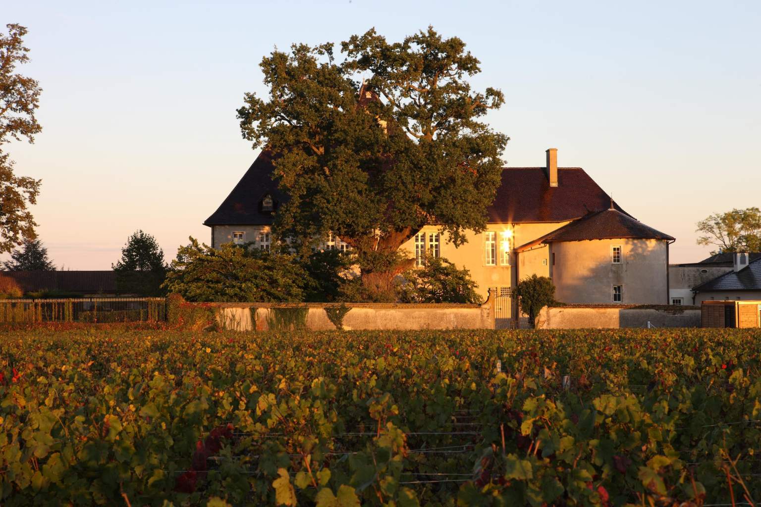 
                  Wijngaard en Château de Pizay op de achtergrond
               